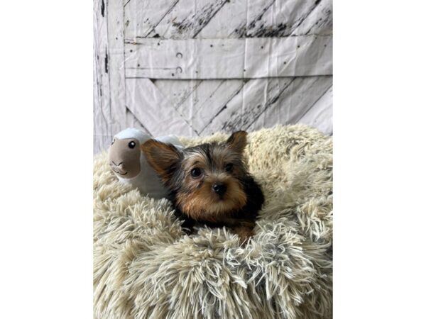 Yorkshire Terrier-Dog-Female-Black and Tan-26041-Petland Las Vegas, Nevada
