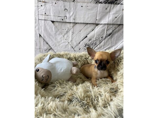 Chihuahua Dog Male Fawn 26031 Petland Las Vegas, Nevada