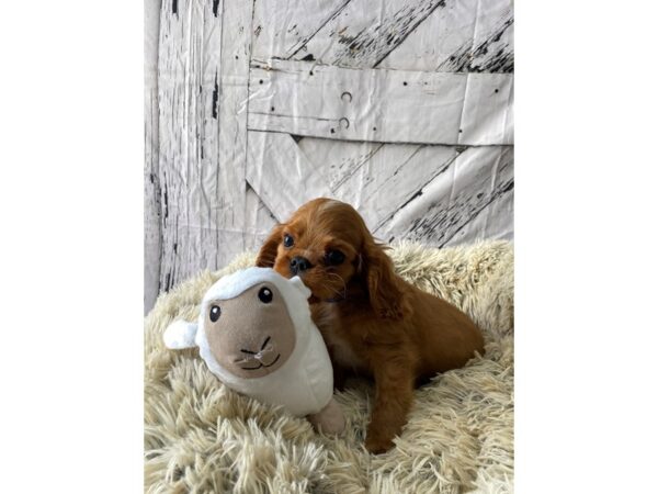 Cavalier King Charles Spaniel-Dog-Male-Ruby-26030-Petland Las Vegas, Nevada