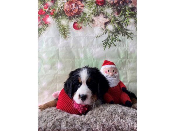 Bernese Mountain Dog-Dog-Male-Black White / Tan-25967-Petland Las Vegas, Nevada