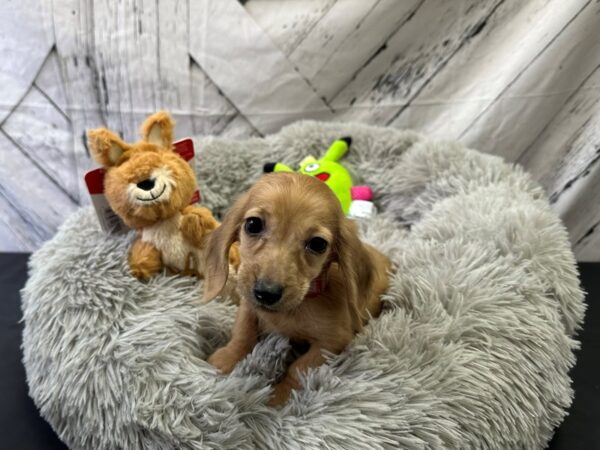 Dachshund Dog Female Fawn 26062 Petland Las Vegas, Nevada