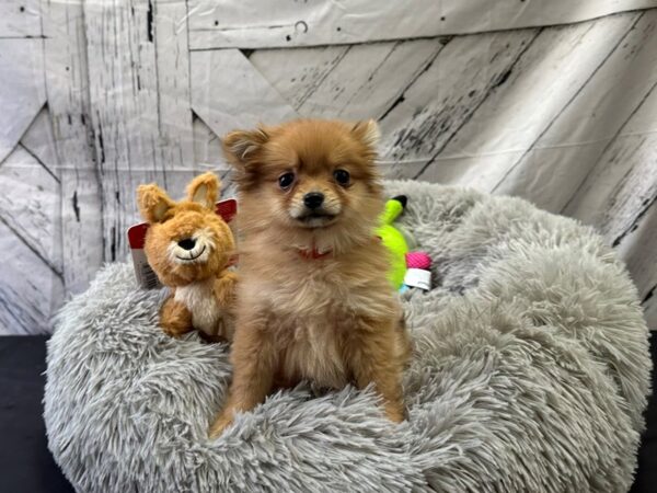 Pomeranian-Dog-Female-Red Sable-26067-Petland Las Vegas, Nevada