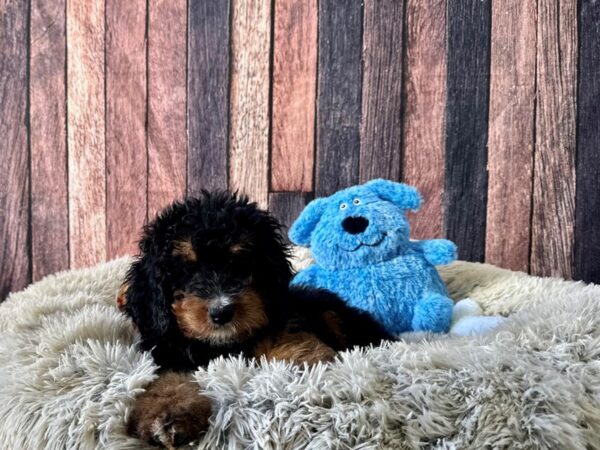 Bernese Mountain Dog/Standard Poodle-Dog-Female-Tri Color-26077-Petland Las Vegas, Nevada