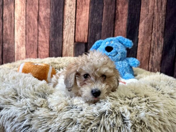 Bichon Frise/Poodle Dog Female White / Red Merle 26098 Petland Las Vegas, Nevada