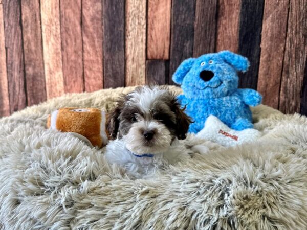 Bichon Frise/Shih Tzu Dog Male White Chocolate Gold 26092 Petland Las Vegas, Nevada