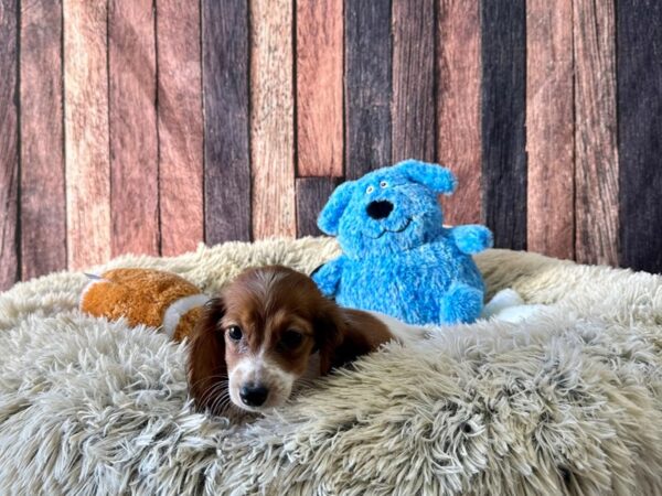 Dachshund Dog Female Red 26074 Petland Las Vegas, Nevada