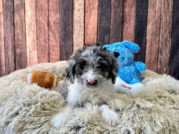 F1B Mini Bernedoodle-Dog-Male-White / Blue Merle-26097-Petland Las Vegas, Nevada