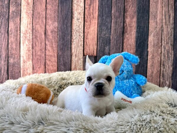 French Bulldog Dog Male Cream 26084 Petland Las Vegas, Nevada