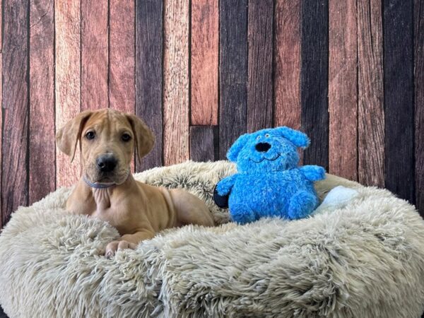 Great Dane Dog Male Fawn 26081 Petland Las Vegas, Nevada