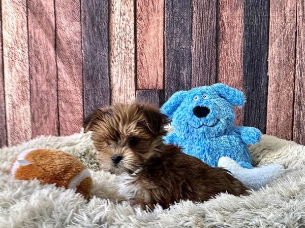 Maltese/Yorkshire Terrier Dog Male Gold 26073 Petland Las Vegas, Nevada