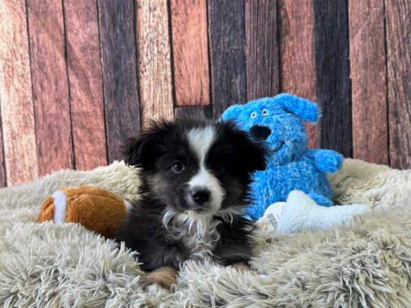 Miniature Australian Shepherd Dog Male Black White and Brown 26076 Petland Las Vegas, Nevada