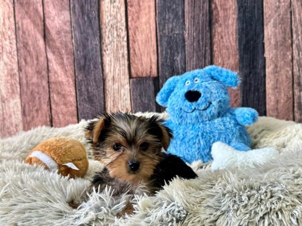 Yorkshire Terrier-Dog-Female-Black and Tan-26080-Petland Las Vegas, Nevada