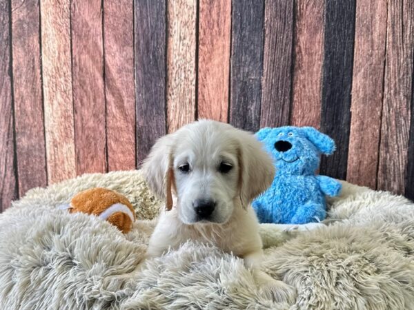 English Cream Golden Retriever-Dog-Female-Cream-26100-Petland Las Vegas, Nevada