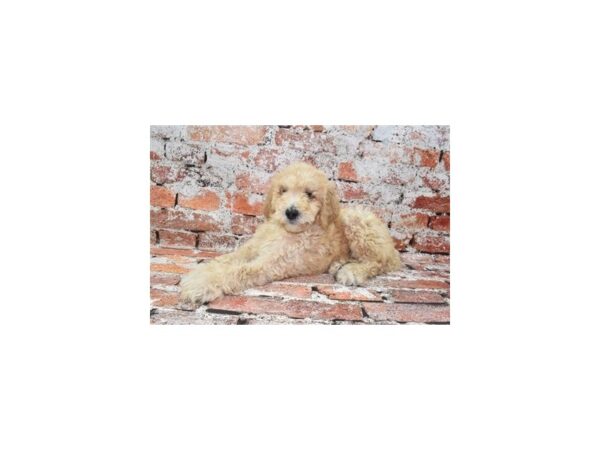 F1B Goldendoodle Dog Female Golden 26101 Petland Las Vegas, Nevada