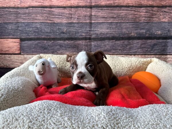 Boston Terrier Dog Male Seal Brindle and White 26105 Petland Las Vegas, Nevada