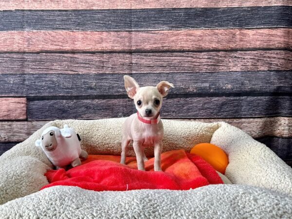 Chihuahua-Dog-Female-Blue Fawn-26107-Petland Las Vegas, Nevada