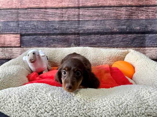 Dachshund Dog Female Chocolate and Tan 26108 Petland Las Vegas, Nevada