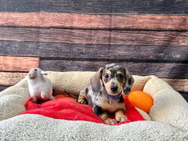 Dachshund-Dog-Male-Black / Tan-26110-Petland Las Vegas, Nevada