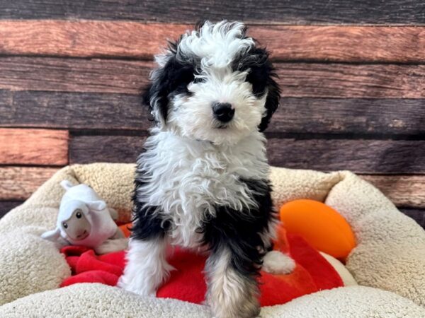 F2 Mini Sheepadoodle Dog Male Black White / Tan 26115 Petland Las Vegas, Nevada