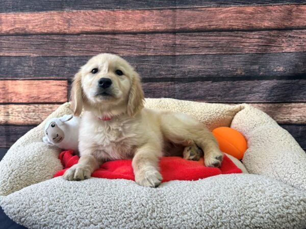 Golden Retriever-Dog-Female-Golden-26119-Petland Las Vegas, Nevada