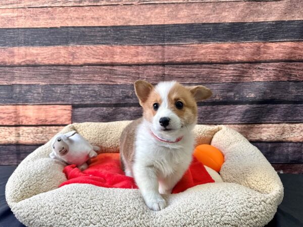 Pembroke Welsh Corgi Dog Male Sable / White 26120 Petland Las Vegas, Nevada