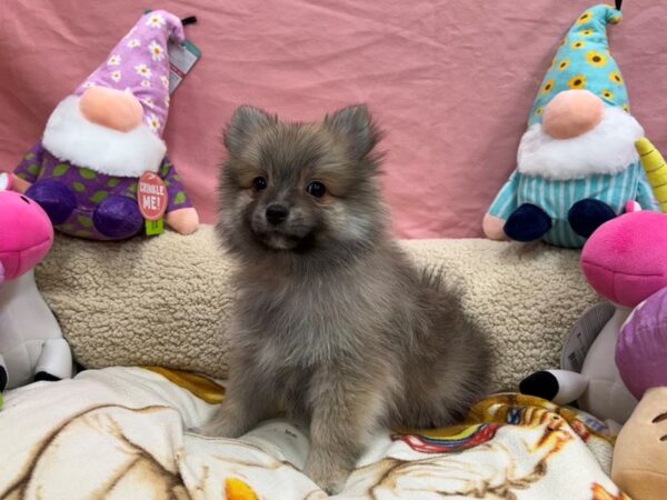 Pomeranian-Dog-Female-Sable-26103-Petland Las Vegas, Nevada