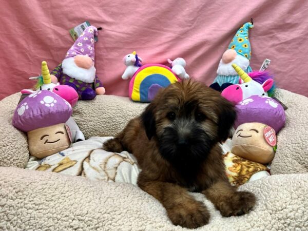 Soft Coated Wheaten Terrier-Dog-Male-Wheaten-26102-Petland Las Vegas, Nevada