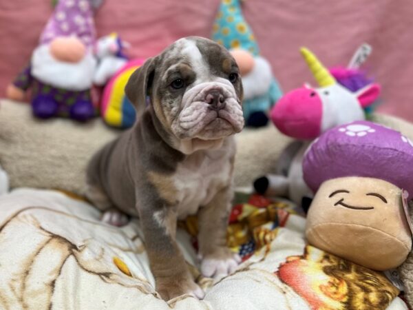 English Bulldog Dog Male Blue Merle 26106 Petland Las Vegas, Nevada