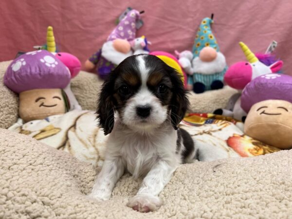 Cavalier King Charles Spaniel-Dog-Female-White / Blue Merle-26109-Petland Las Vegas, Nevada