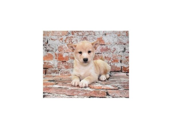 Shiba Inu-Dog-Female-Cream-26128-Petland Las Vegas, Nevada