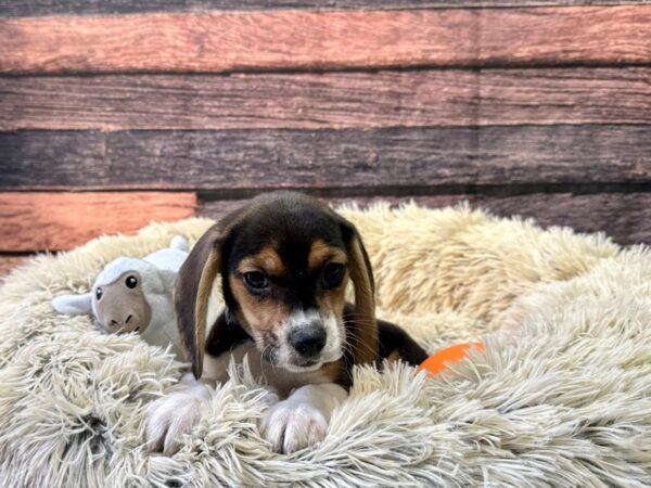 Beagle-Dog-Male-Black / Tan-26134-Petland Las Vegas, Nevada