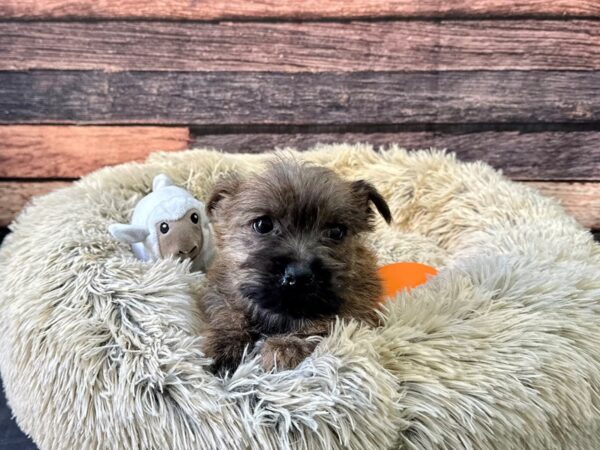 Cairn Terrier Dog Male Wheaten Brindle 26135 Petland Las Vegas, Nevada