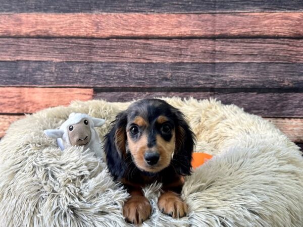 Dachshund Dog Male Black / Tan 26138 Petland Las Vegas, Nevada