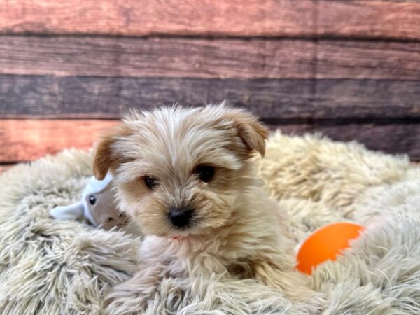 F2 Morkie-Dog-Female-Cream-26150-Petland Las Vegas, Nevada