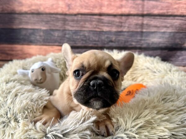 French Bulldog-Dog-Female-Fawn-26124-Petland Las Vegas, Nevada