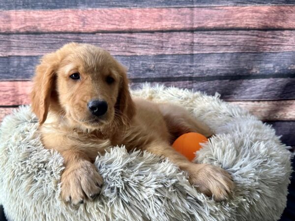 Golden Retriever-Dog-Male-Golden-26125-Petland Las Vegas, Nevada