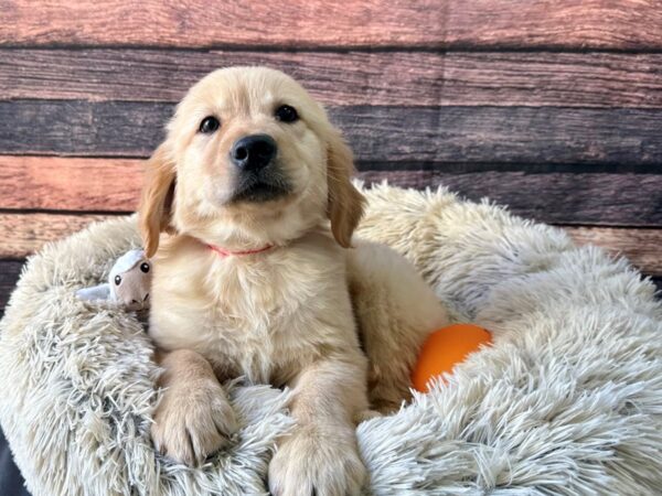 Golden Retriever Dog Female Light Golden 26139 Petland Las Vegas, Nevada