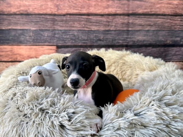 Italian Greyhound Dog Female Seal 26140 Petland Las Vegas, Nevada