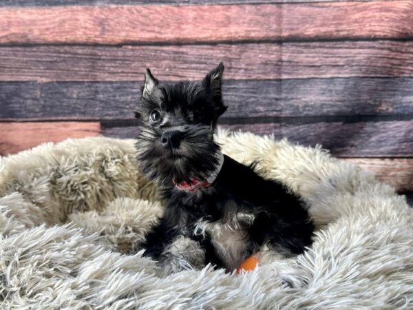 Miniature Schnauzer-Dog-Female-Black and Silver-26126-Petland Las Vegas, Nevada
