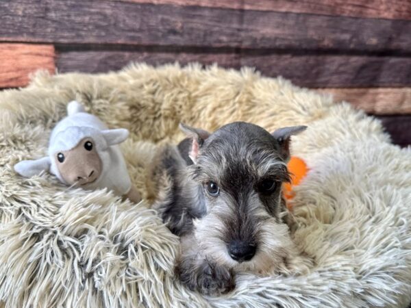 Miniature Schnauzer Dog Male Salt / Pepper 26141 Petland Las Vegas, Nevada