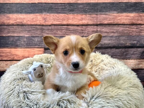 Pembroke Welsh Corgi Dog Female Red / White 26143 Petland Las Vegas, Nevada