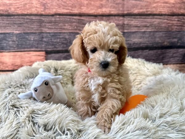 Poodle Dog Male Apricot 26146 Petland Las Vegas, Nevada