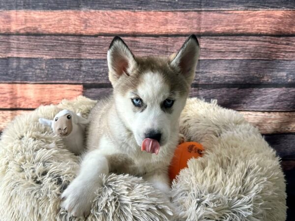 Siberian Husky Dog Male Sable and White 26130 Petland Las Vegas, Nevada