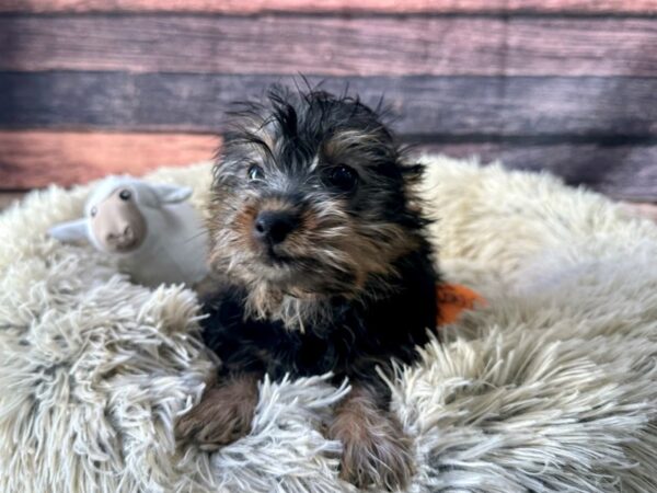 Silky Terrier Dog Female Black and Tan 26131 Petland Las Vegas, Nevada