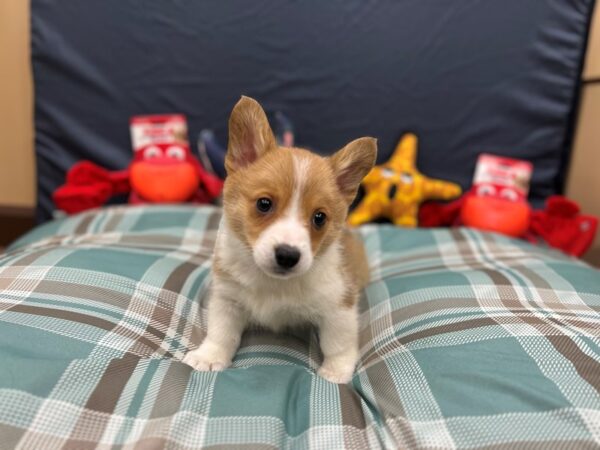 Pembroke Welsh Corgi Dog Male Red / White 26145 Petland Las Vegas, Nevada