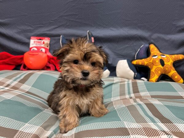 F1B Morkie Dog Female Gold 26151 Petland Las Vegas, Nevada