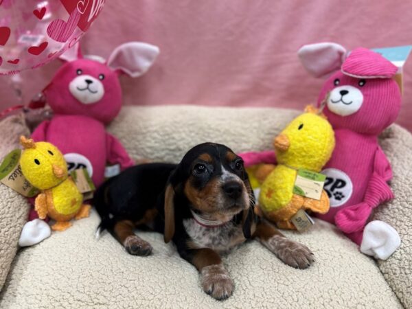 Beagle Dog Female Black Tan and Red Ticked 26156 Petland Las Vegas, Nevada