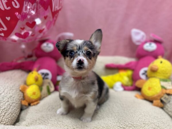 Pembroke Welsh Corgi Dog Female Blue Merle / White 26165 Petland Las Vegas, Nevada