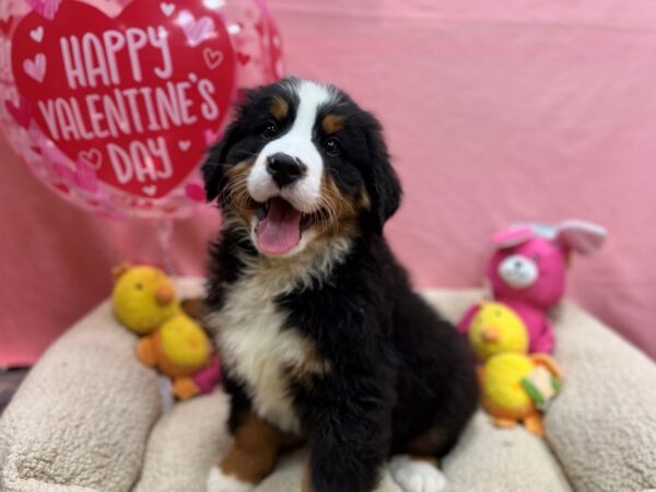 Bernese Mountain Dog Dog Male Black Rust and White 26157 Petland Las Vegas, Nevada