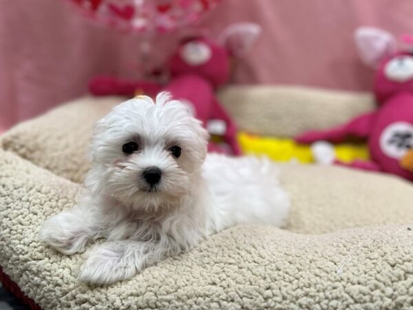 Maltese-Dog-Female-White-26164-Petland Las Vegas, Nevada